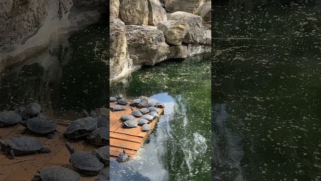 Прогулка в ЛОГА ПАРКЕ🏞️🎡🎢