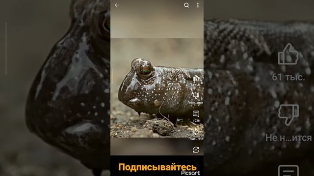 Рыба древолаз. Илистый прыгун