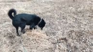 Гуляем с Тайсоном