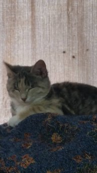 кошечки