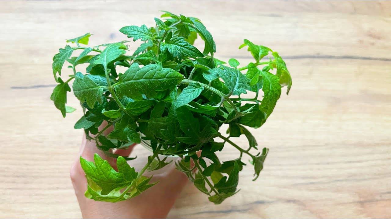 🌱 ЖАЛЕЮ, ЧТО РАНЬШЕ ТАК НЕ ВЫРАЩИВАЛА РАССАДУ ТОМАТОВ! РАСТЕТ КОРЕНАСТАЯ, ТОЛСТАЯ И ОЧЕНЬ УРОЖАЙНАЯ