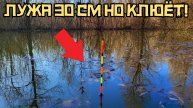 В ЗАТОПЛЕННОЙ ЛУЖЕ повело поплавок! ЭТО карась или ЯЗЬ?! Рыбалка весной 2025