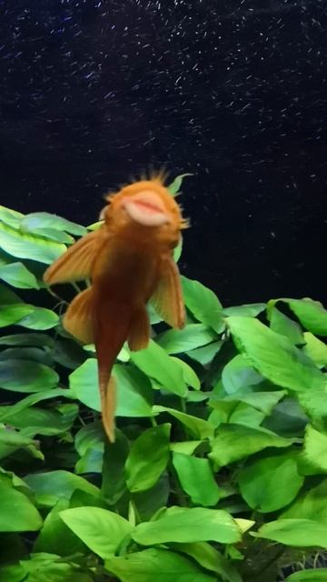 Анциструс супер ред