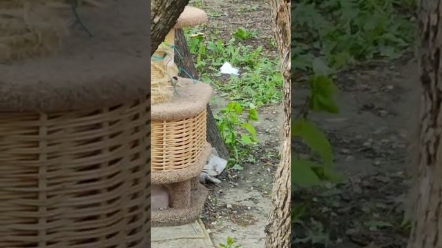 2025-05-10  Синичка выклевывает из кошачьих подстилок  рогожку себе на гнездо.
