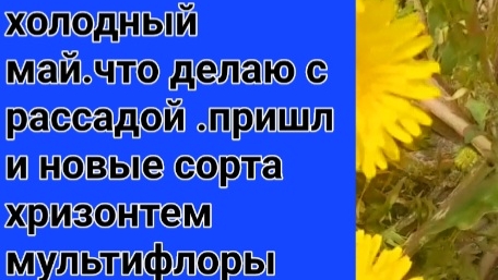 Холодный май.Не всё выжило.Что делаю с рассадой .Пришли новые сорта хризонтемы.