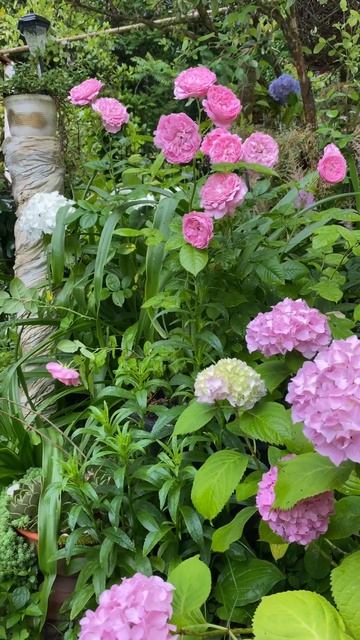 Моя красота, мои гортензии🌸💜🦋 Саженцы в наличии 8-918