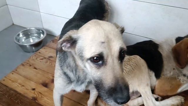 Тбилиси 🇬🇪 Грузия Приют Тамаза Элизбарашвили 🐕💌?