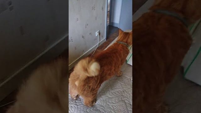 Выгоняем Бонифаса со стула. Упрямые бобтейлы!