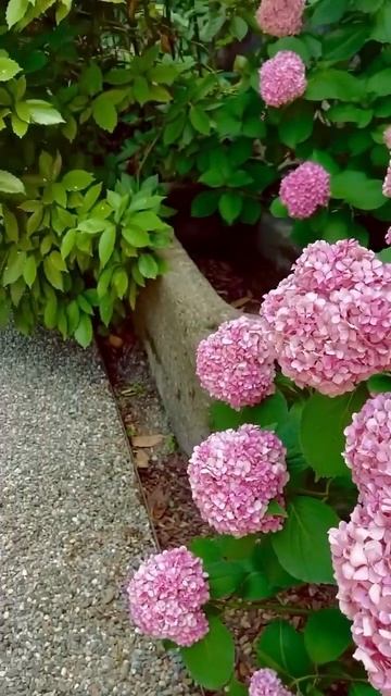 #hydrangea#macrophylla#hortensia#гортензия#garden#гортензія #shorts#アジサイ