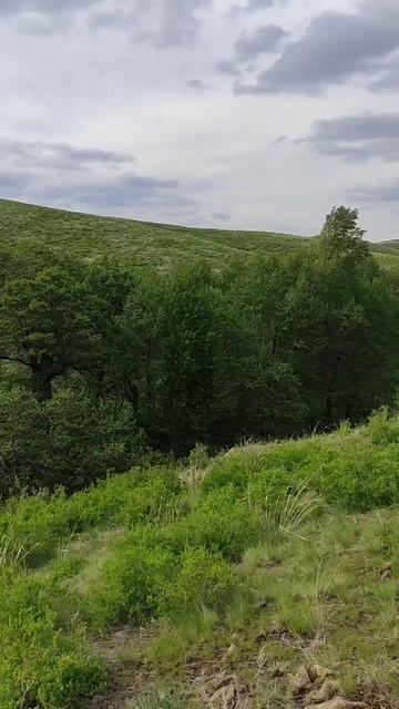 Дикий родничок на Урале