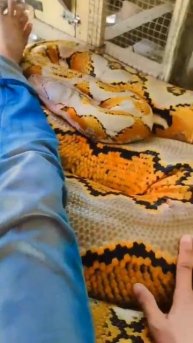 Какой необычный у вас диванчик… 🐍