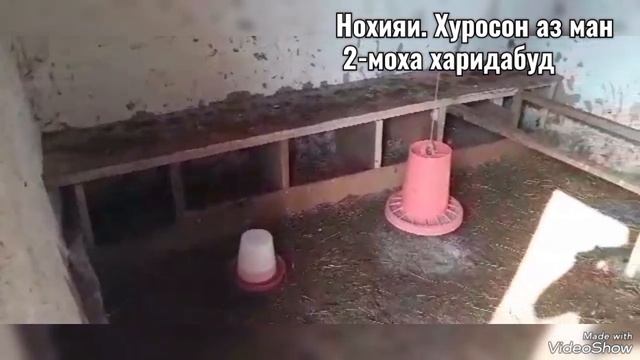 Рябушка ва Ломан-браун одамоне,ки аз ман 2-моха чуча харидори намудабудан Маjid