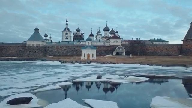 Соловецкие острова. Тюлени.