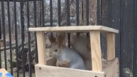 Белочки в Новосибирском зоопарке. В новосиб. зоопарк обязательно надо ходить с орехами для белок!