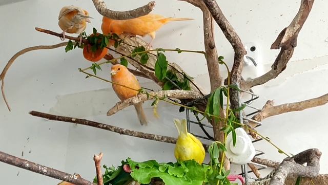 MP4_20250510_203800VLOG Ивовые веточки из парка - лакомство для домашних птичек🌱🌿🐥