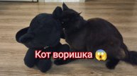 Кот воришка. Мейкун.