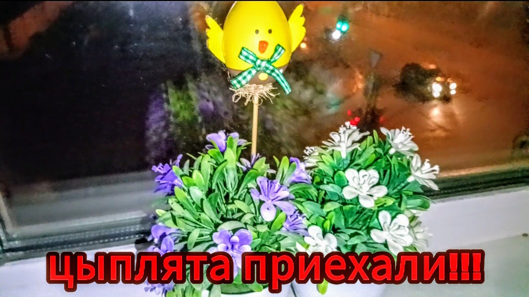 Кто на новенького...🐣🐔🐥