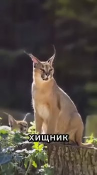 Как мяукают дикие кошки 🐈⬛