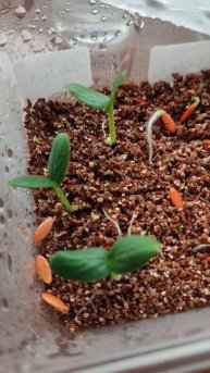 #проращиваниесемян #огурцы 🌱 #арбуз Огонёк 🍉 #огород