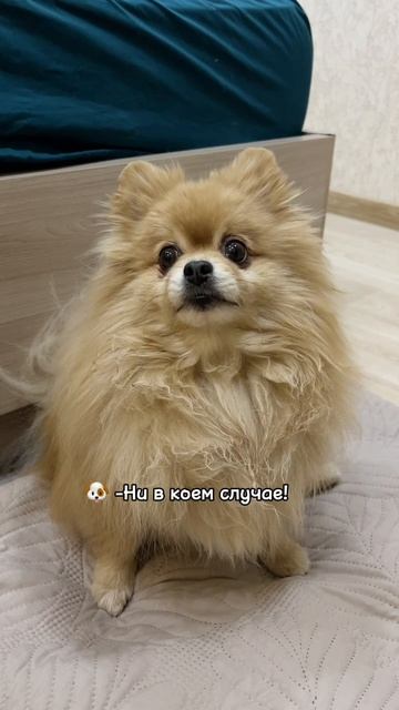 У Баси укладка с жесткой фиксацией!
