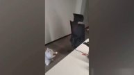 МЕМЫ С КОТАМИ (С ОЗВУЧКОЙ )