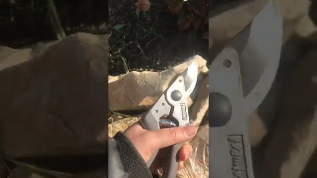 Самарская Лидия 🌺осенняя обрезка ✂️