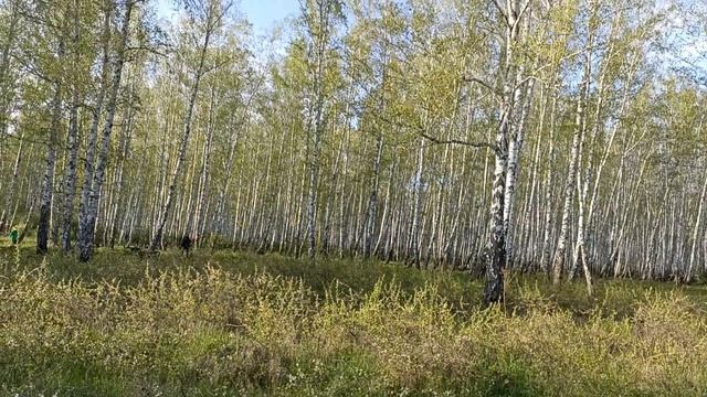 Наш лес в мае 🌳🌲