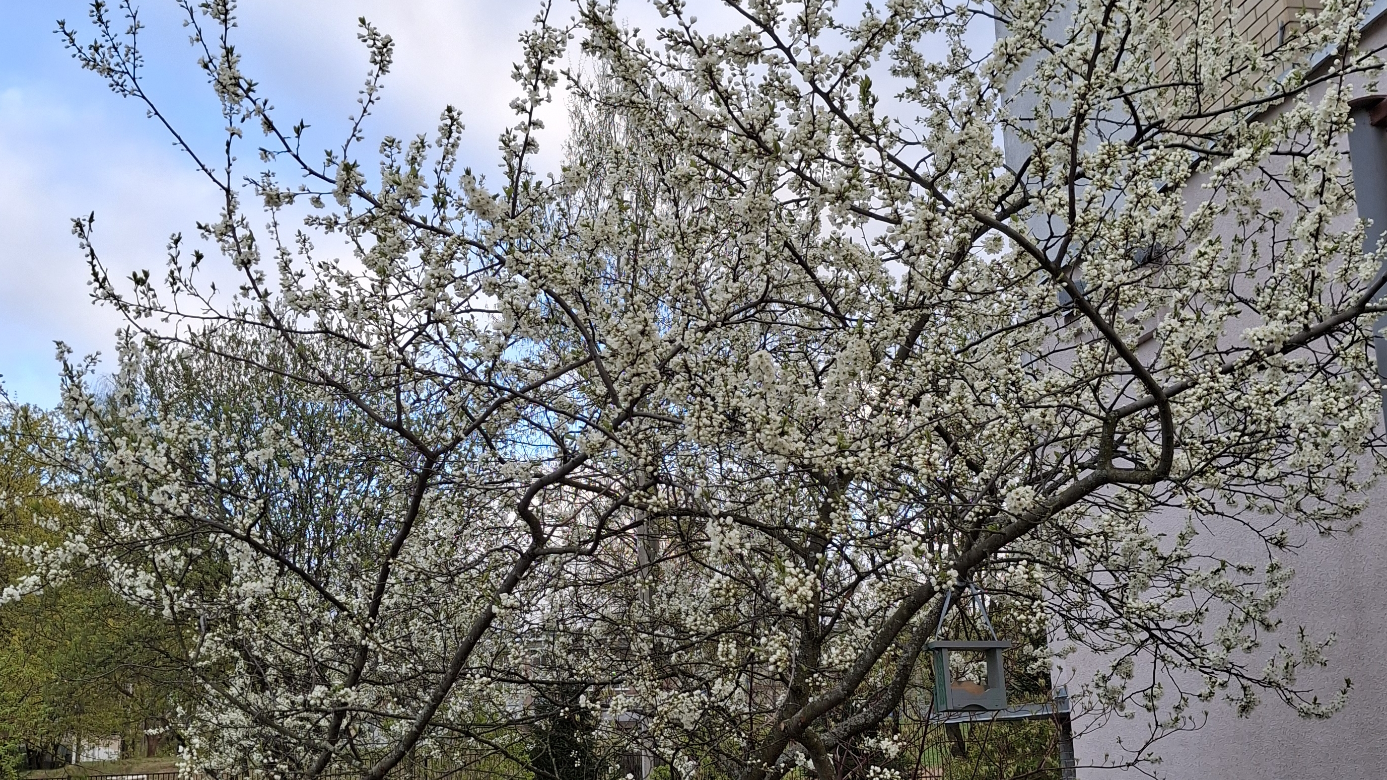 Прогулка по городу /Первомайский бульвар/, зашла в новый Чижик, обзор новинок🥗