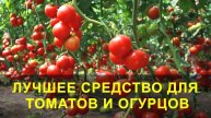 ЛУЧШЕЕ СРЕДСТВО для Томатов и Огурцов, ПОДКОРМКА и ЗАЩИТА