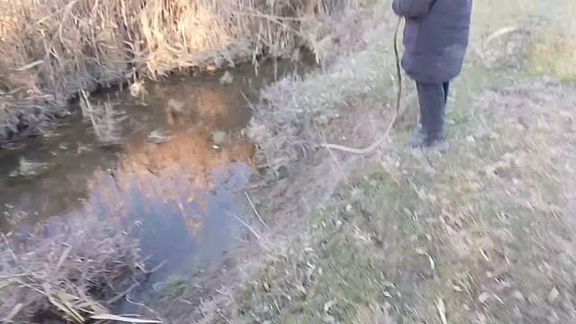 Болото в Бишкеке в Манасе с кучей рыбы