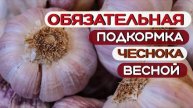 Обязательная подкормка чеснока весной. Лучшее удобрение для чеснока.