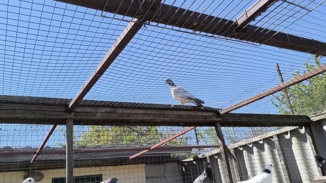 Пакистанские голуби. Полёты молодежи.mp4