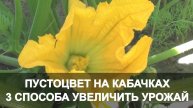 ПУСТОЦВЕТ НА КАБАЧКАХ. 3 Способа Увеличить Урожай. Кабачки в Открытом Грунте