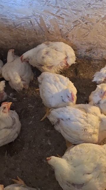 Мясо с крыльями созрело. Заказываем