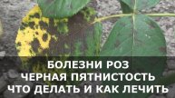 БОЛЕЗНИ РОЗ, на Листьях Появились Пятна – ЧТО ДЕЛАТЬ и ЧЕМ ЛЕЧИТЬ Розы.