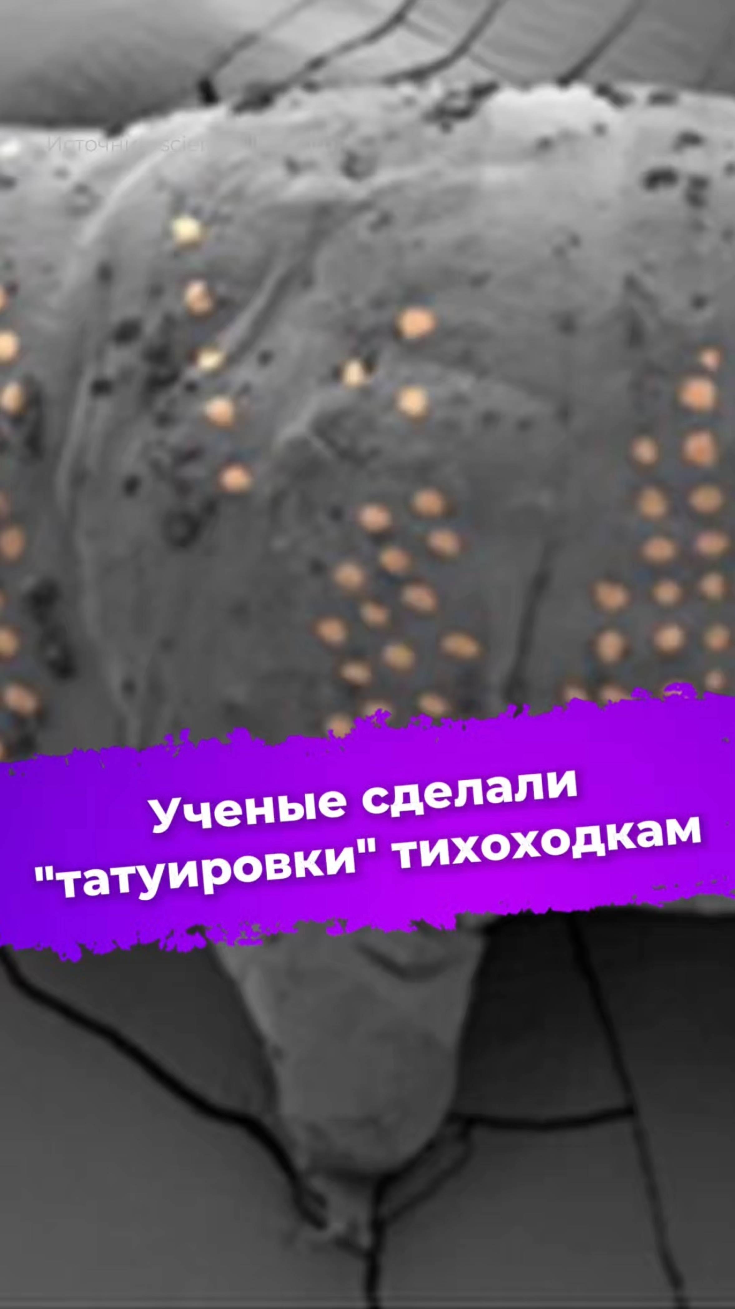 Ученые сделали "татуировки" тихоходкам #тихоходка #новости #наука #технологии #чипирование #ixbt