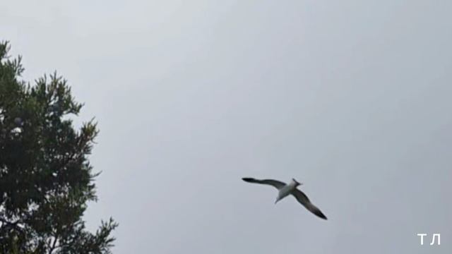 МАЙ 2025г парк Харакс Крым