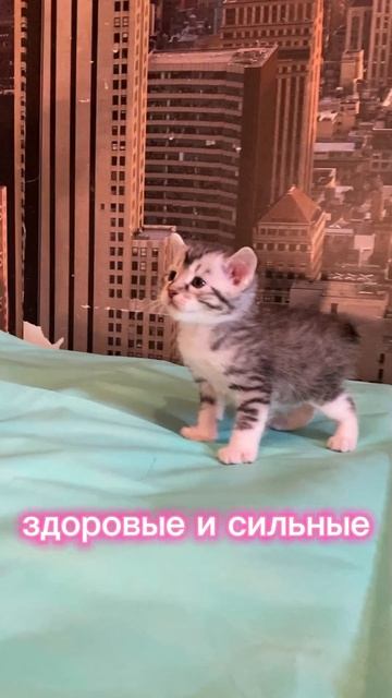 Ярик, Курильский бобтейл. Пока свободен.