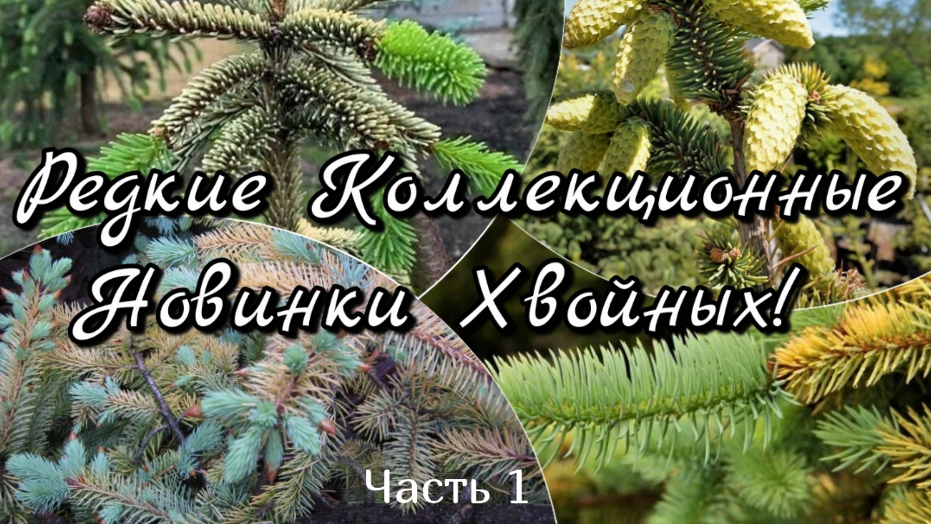 Редкие Коллекционные НОВИНКИ Хвойных! 🌲🔥 Обзор! 10 мая 2025г