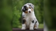 Австралийская овчарка 🐶