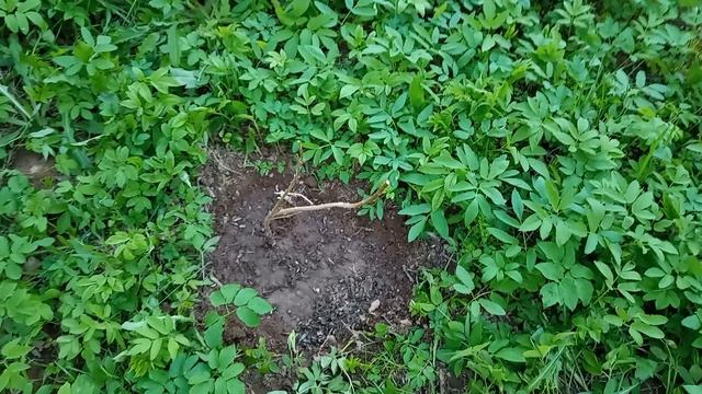 Дом у озера. Новые саженцы: смородина и крыжовник.