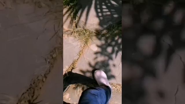 Мики и Барсик стали фримы😰