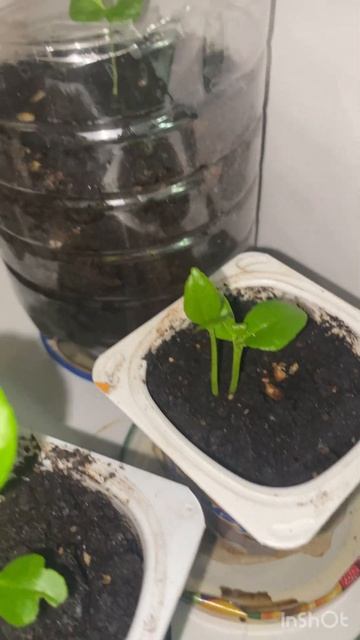 Ночная съемка. Лимоны и гранаты, дают ростки. #plants #gardenin