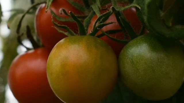 Новососедово. Последние денёчки уходящего лета.