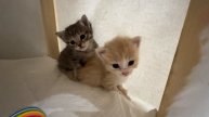 Котятки