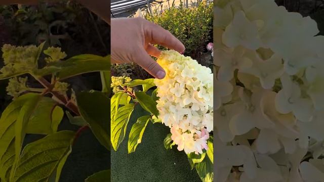 Гортензия Литл Фреско #цветы #сад #garden #flowers #дача