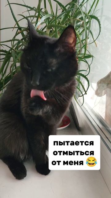 Черника вредничает 😹