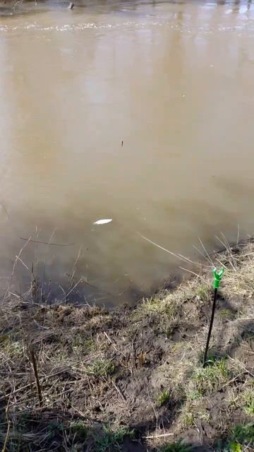 Язь на удочку..