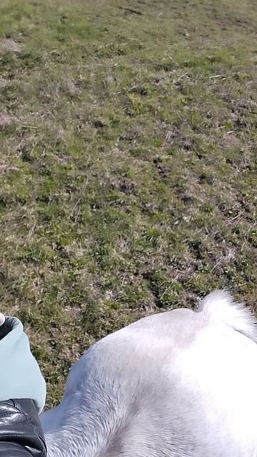 Видно ли лошадь?