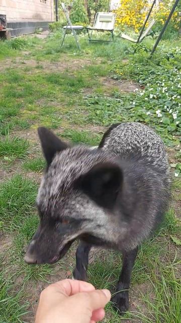 Лиса ест клубнику. #fox #домашнийлис #домашниепитомцы #д?